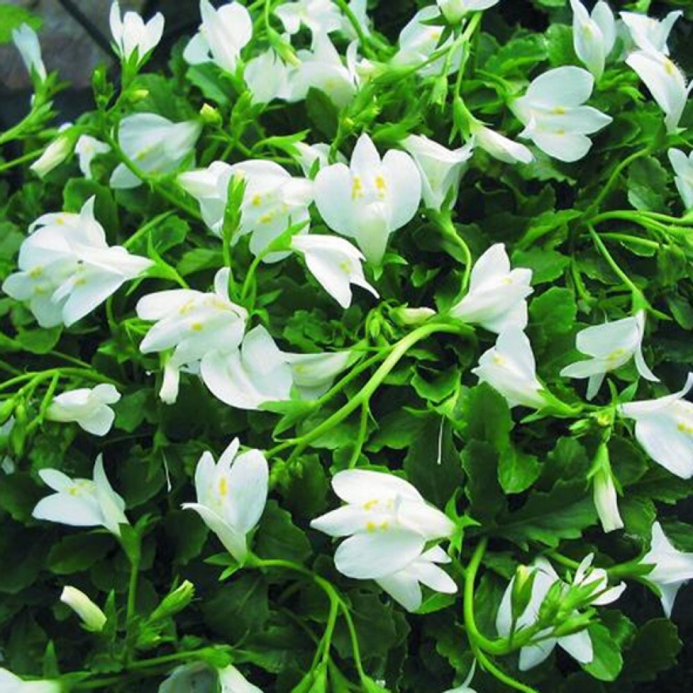 Mazus / Žiopnis ALBUS