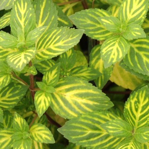 Mentha / Mėta GINGER