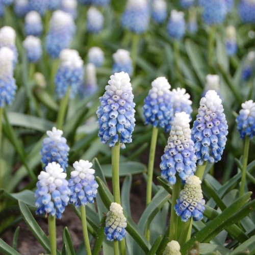 Muscari armeniacum / Armėninė žydrė TOUCH OF SNOW - 20 vnt.