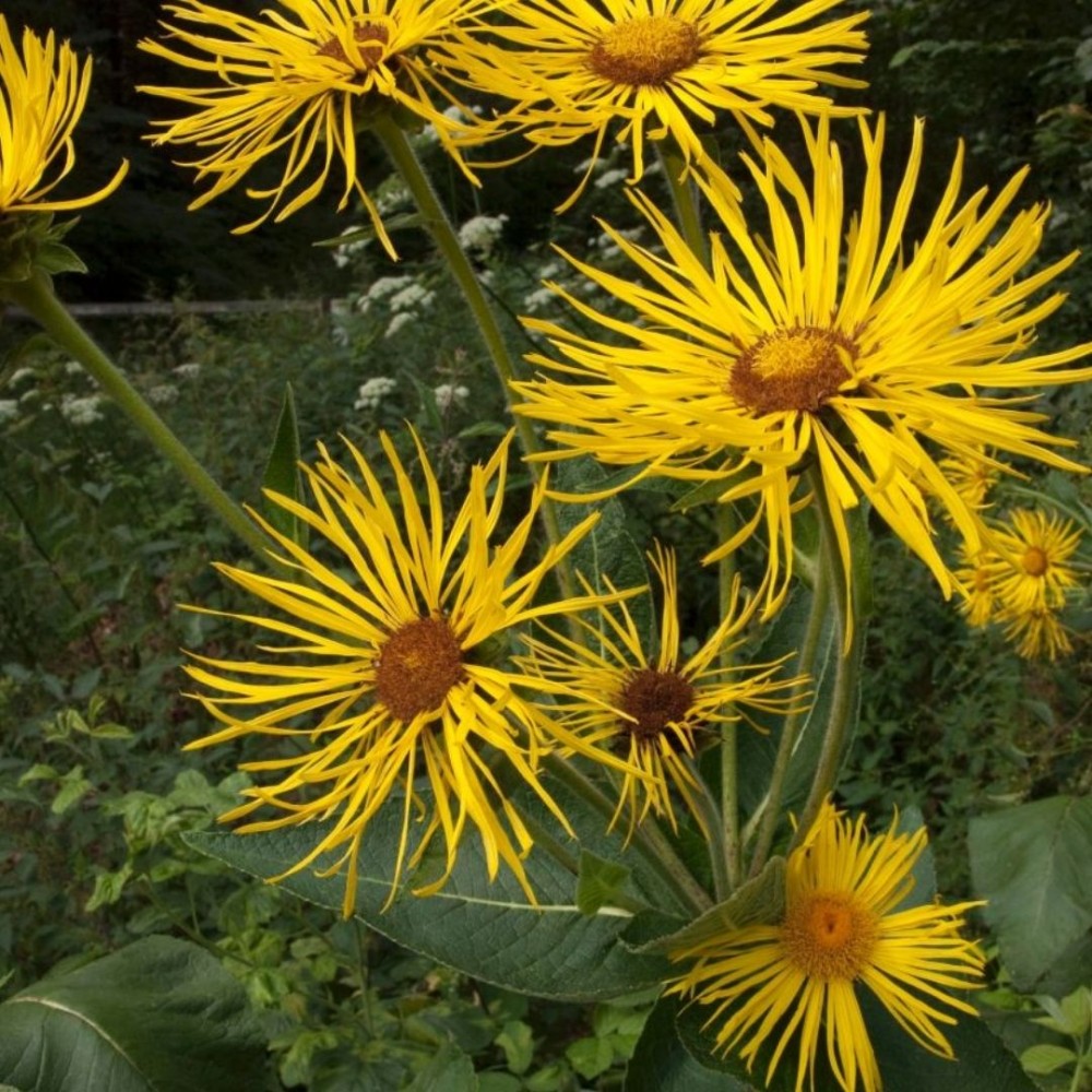 Puošnusis debesylas / Inula magnifica