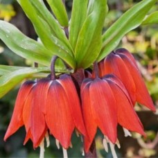 Fritillaria / Margutė Rubra
