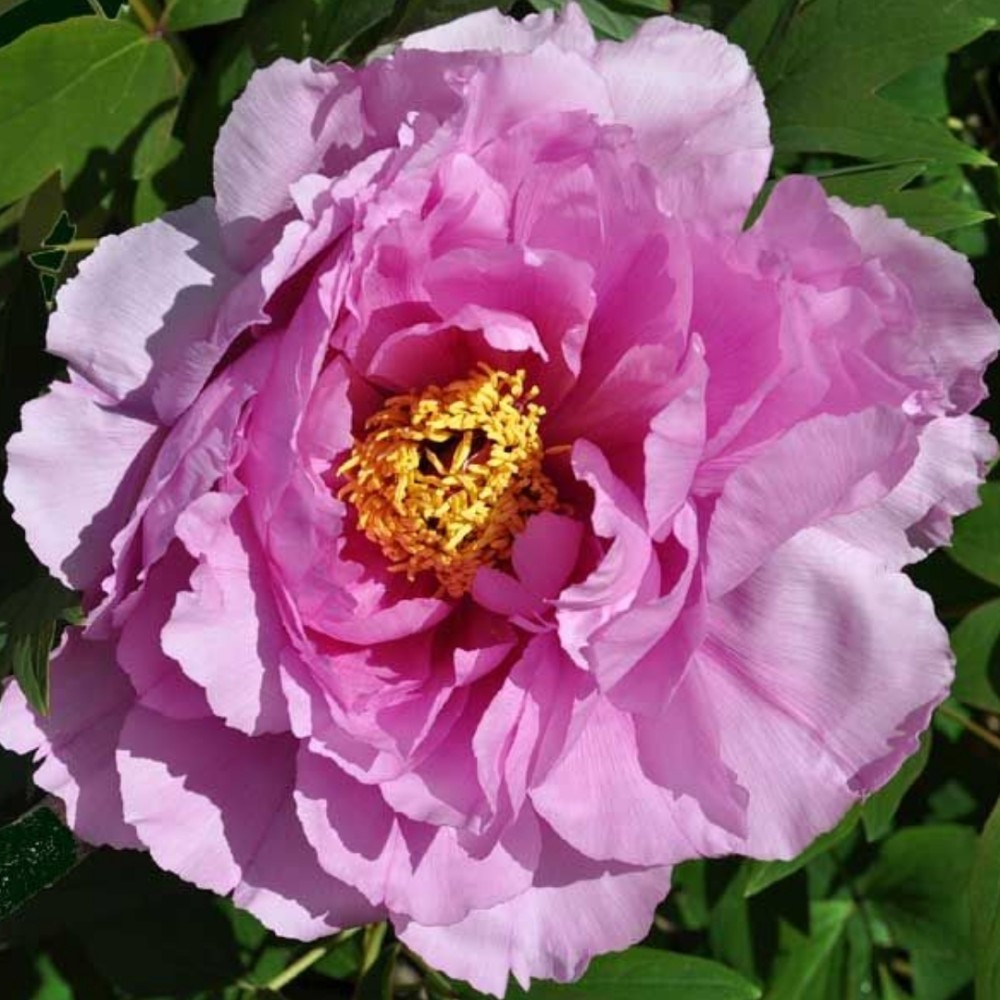 Paeonia suffruticosa / medėjantis bijūnas FLOWER IN DEW