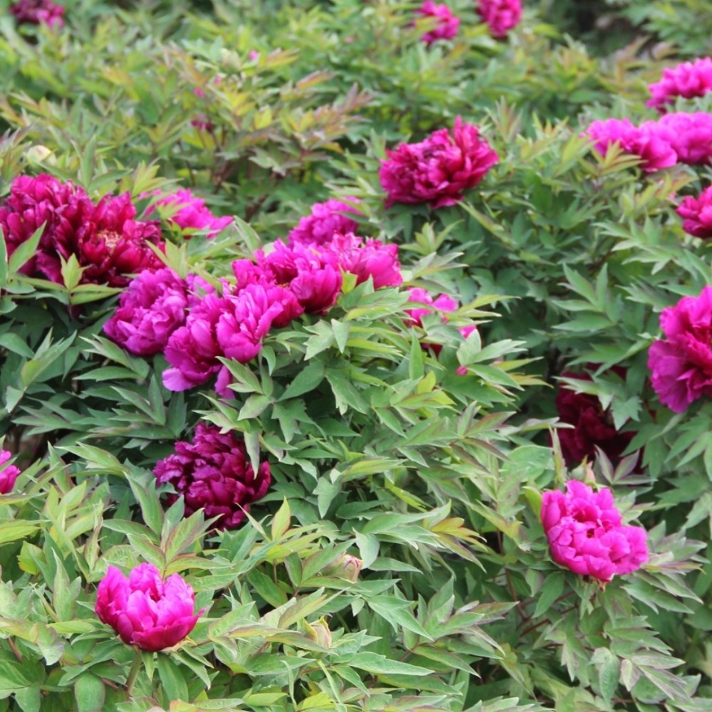 Paeonia suffruticosa / medėjantis bijūnas GLAMOUR