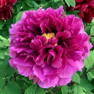 Paeonia suffruticosa / medėjantis bijūnas GLAMOUR