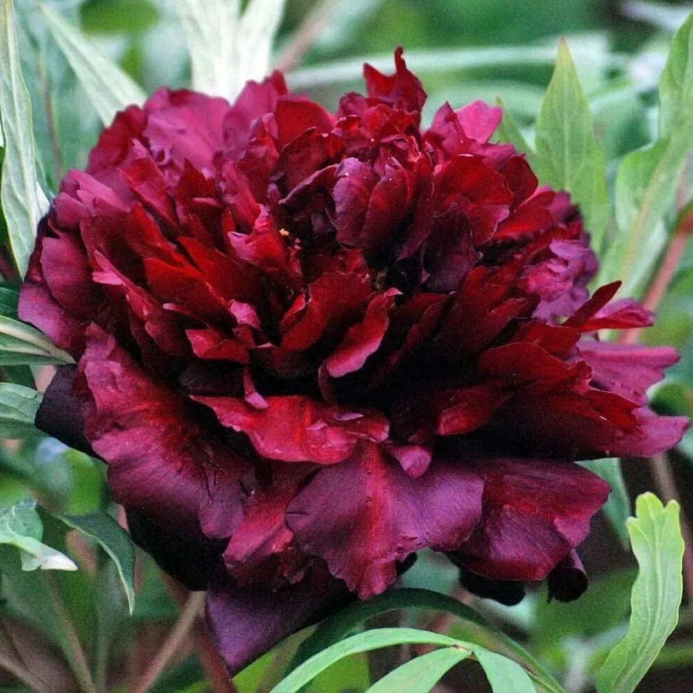 Paeonia suffruticosa / medėjantis bijūnas GLOSSY BLACK