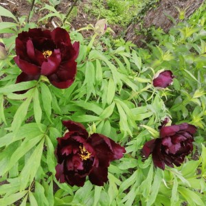 Paeonia suffruticosa / medėjantis bijūnas GLOSSY BLACK