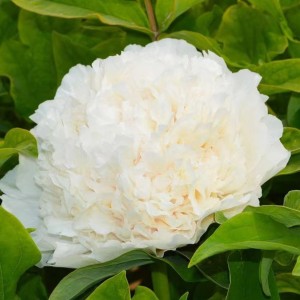 Paeonia suffruticosa / medėjantis bijūnas SNOW TOWER