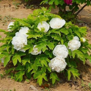 Paeonia suffruticosa / medėjantis bijūnas SNOW TOWER