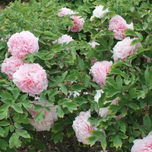 Paeonia suffruticosa / medėjantis bijūnas PINK OF THE PAST