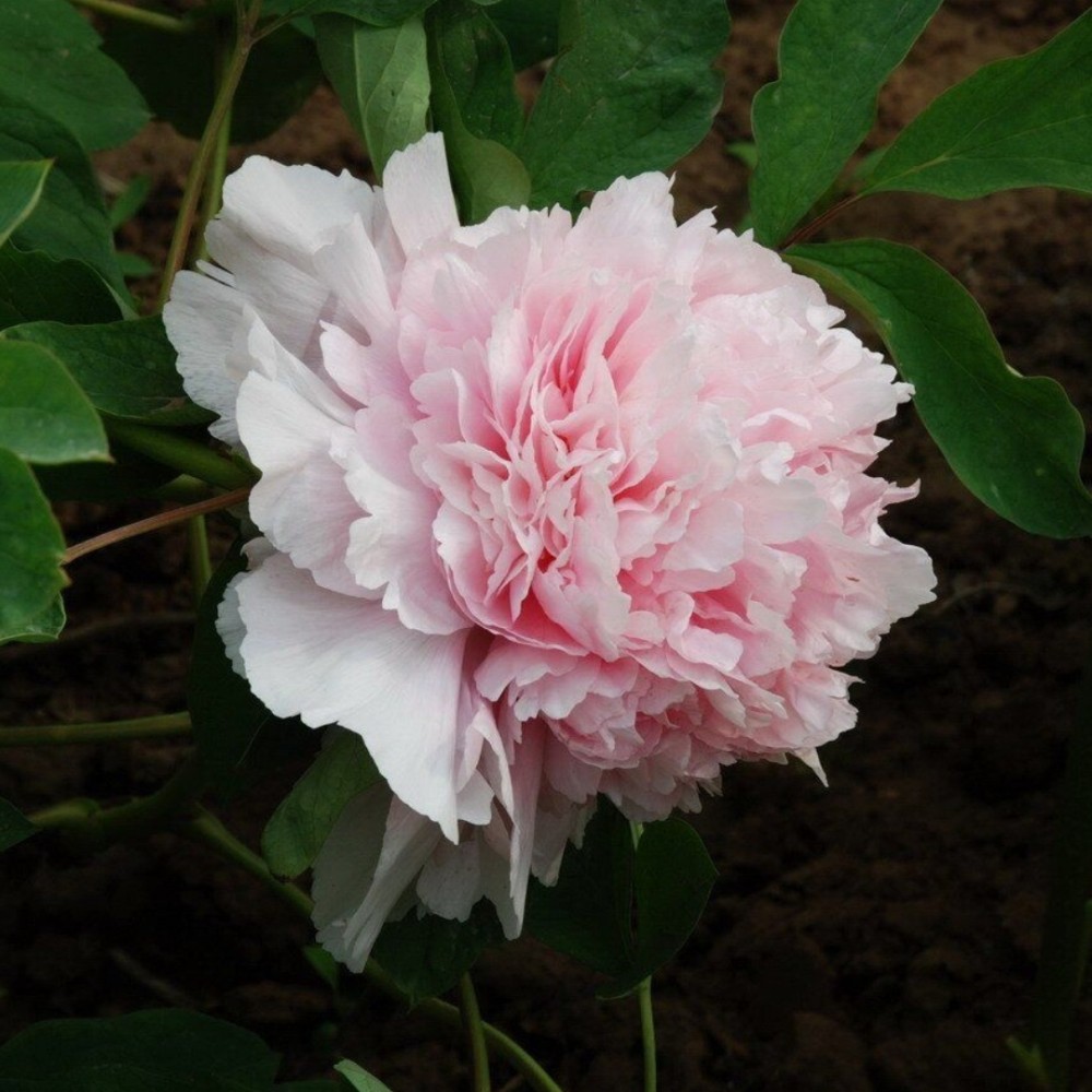 Paeonia suffruticosa / medėjantis bijūnas PINK OF THE PAST