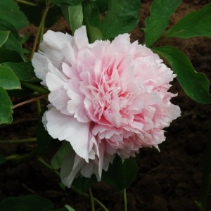 Paeonia suffruticosa / medėjantis bijūnas PINK OF THE PAST