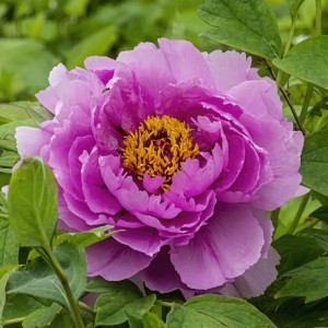 Paeonia suffruticosa / medėjantis bijūnas FLOWER IN DEW