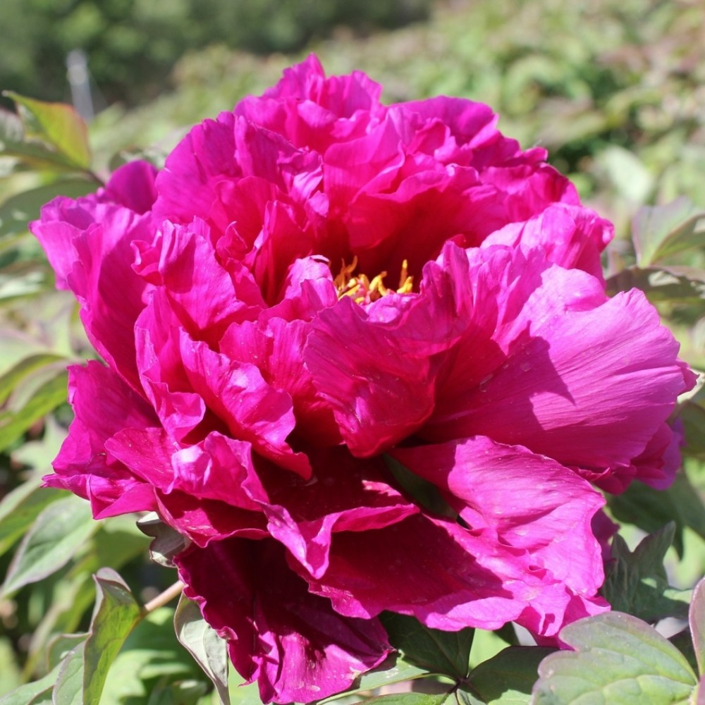 Paeonia suffruticosa / medėjantis bijūnas GLAMOUR