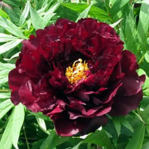 Paeonia suffruticosa / medėjantis bijūnas GLOSSY BLACK