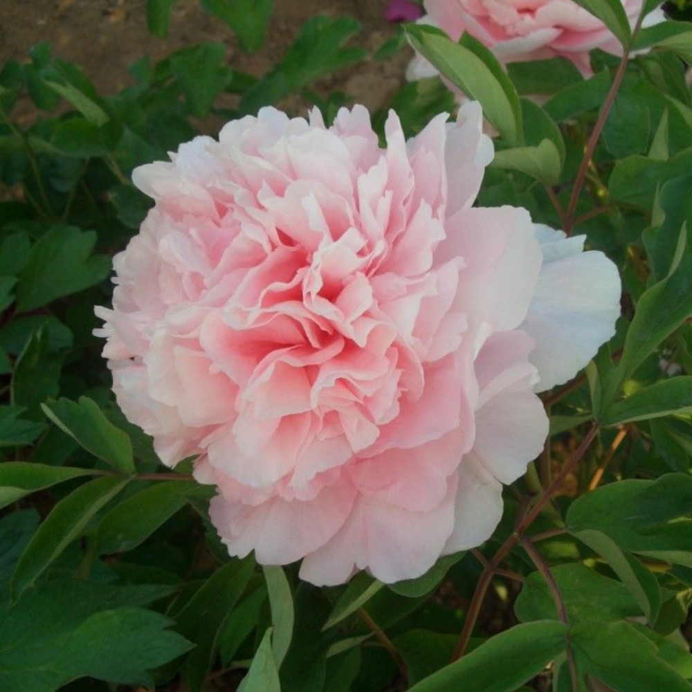 Paeonia suffruticosa / medėjantis bijūnas PINK OF THE PAST