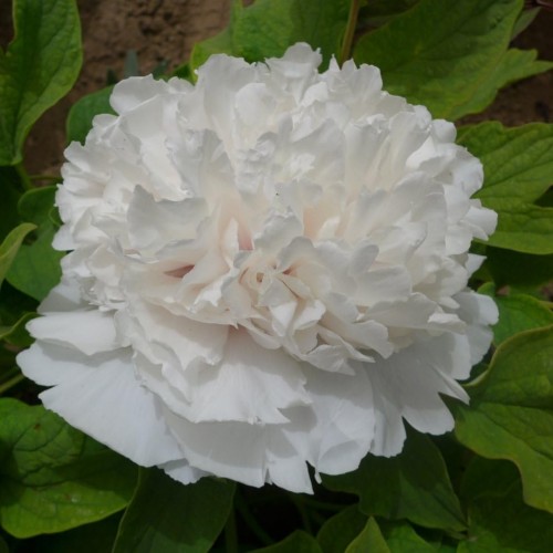 Paeonia suffruticosa / medėjantis bijūnas SNOW TOWER