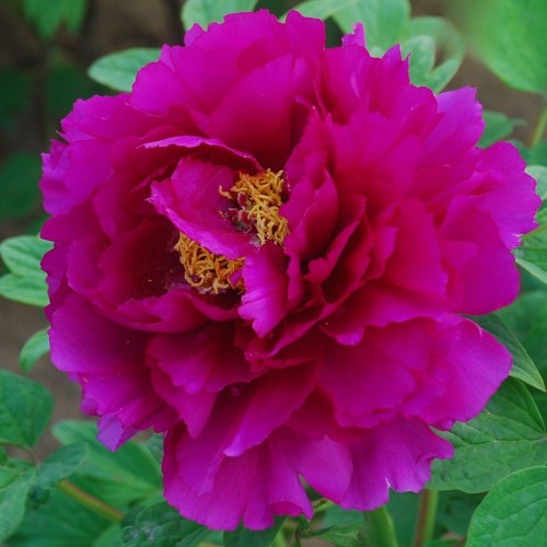 Paeonia suffruticosa / medėjantis bijūnas VALENTINE