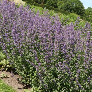 Katžolė / Nepeta DROPMORE