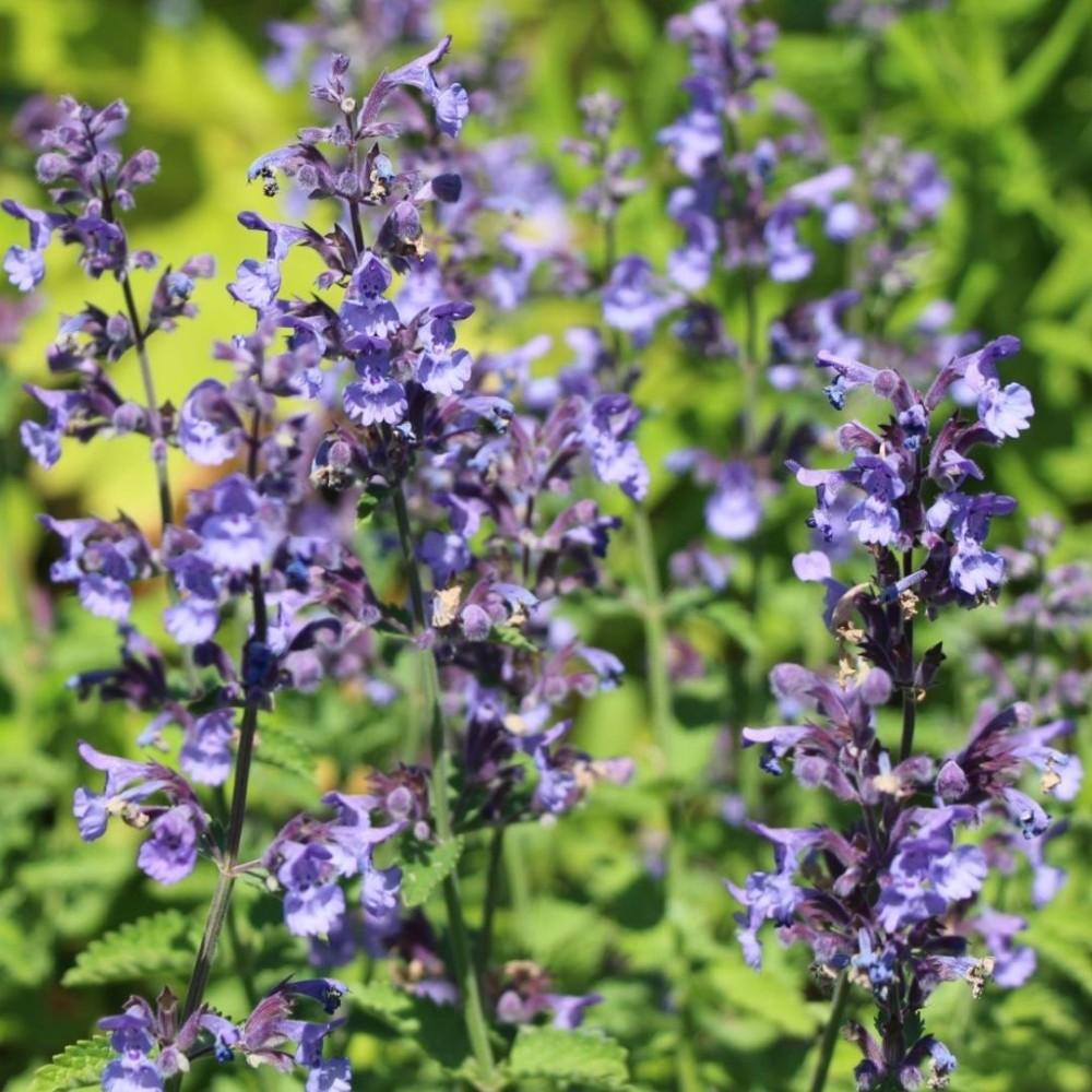 Katžolė / Nepeta DROPMORE