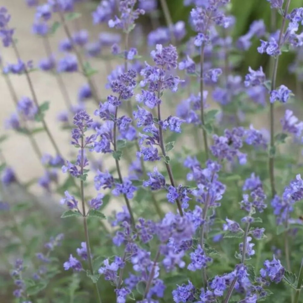 Katžolė / Nepeta faassenii GROL