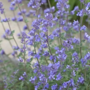 Katžolė / Nepeta faassenii GROL