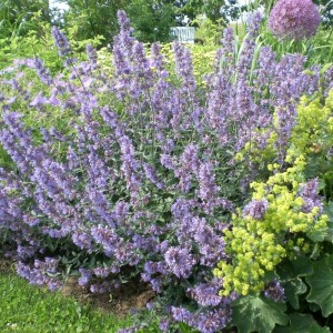 Katžolė / Nepeta faassenii GROL
