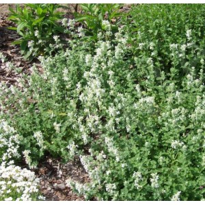 Nepeta faassenii / Katžolė faseno ALBA