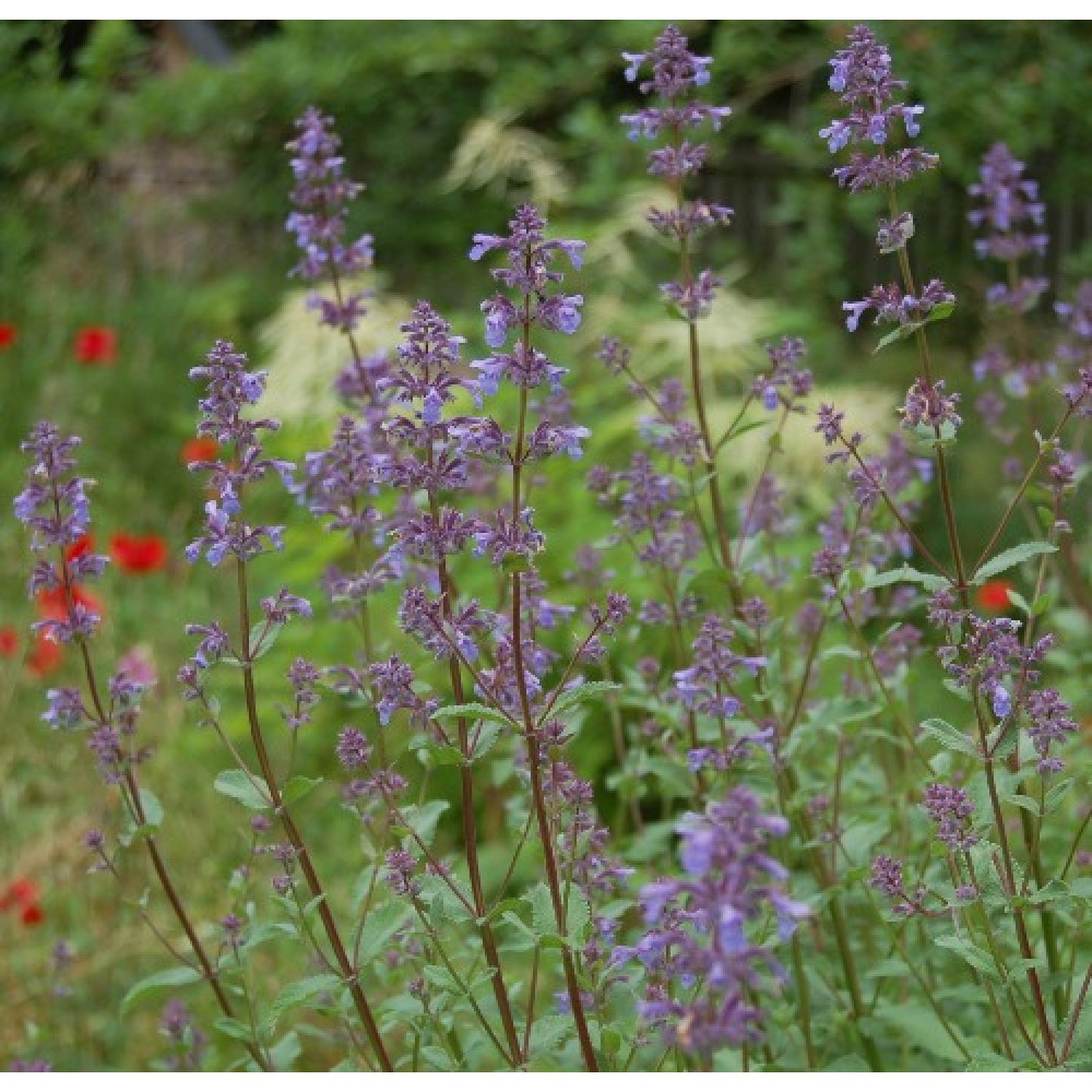 Nepeta / Katžolė BRAMDEAN