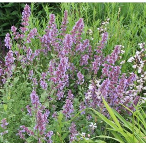 Nepeta / Katžolė BRAMDEAN