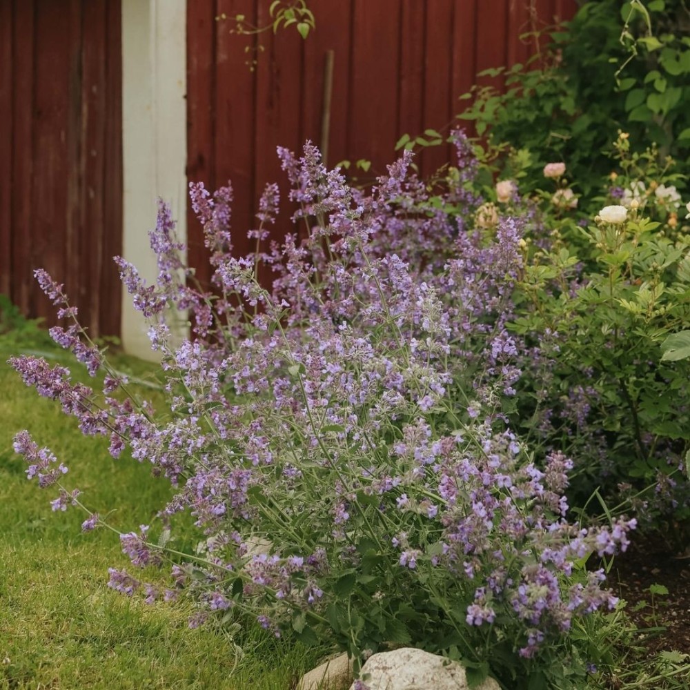 Katžolė / Nepeta mussinii