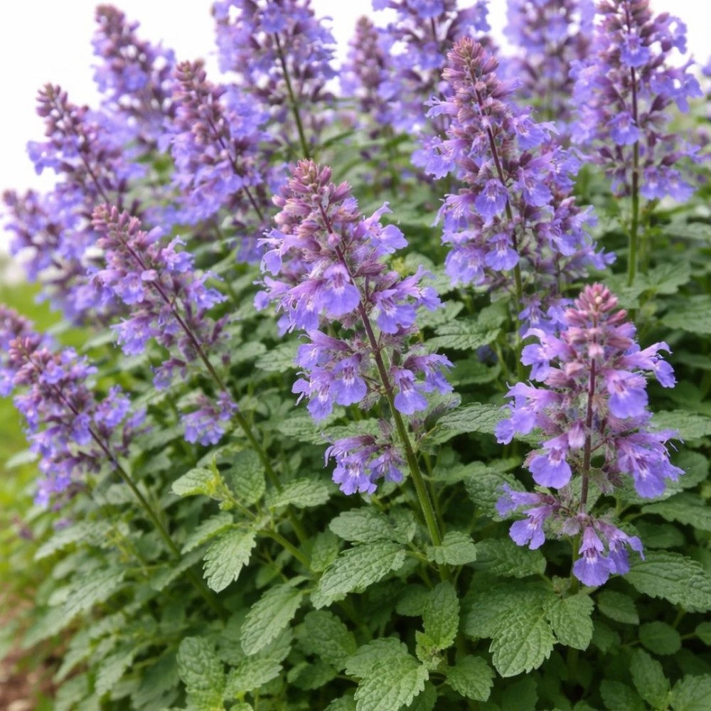Katžolė / Nepeta mussinii