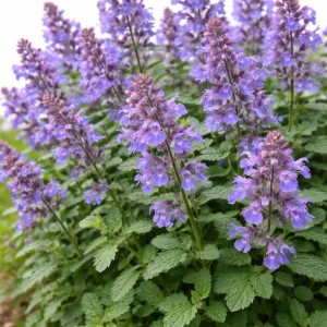 Katžolė / Nepeta mussinii