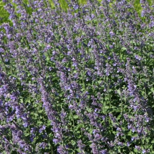 Katžolė / Nepeta DROPMORE