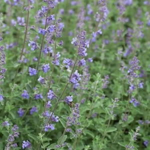 Katžolė / Nepeta faassenii GROL