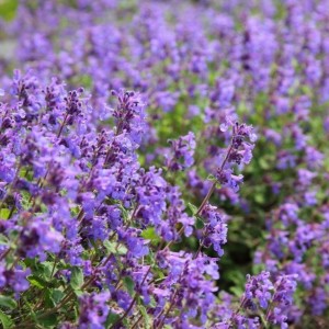 Katžolė / Nepeta mussinii