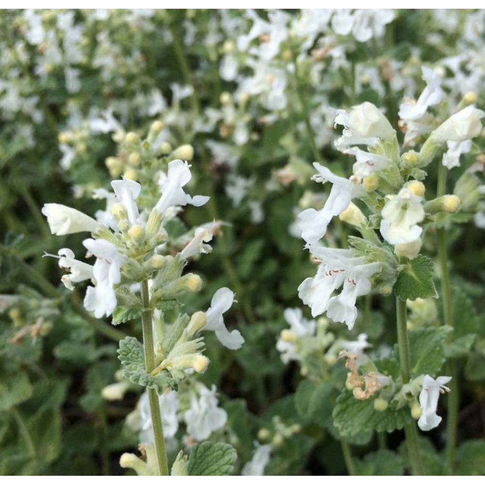 Nepeta faassenii / Katžolė faseno ALBA