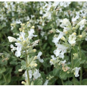 Nepeta faassenii / Katžolė faseno ALBA