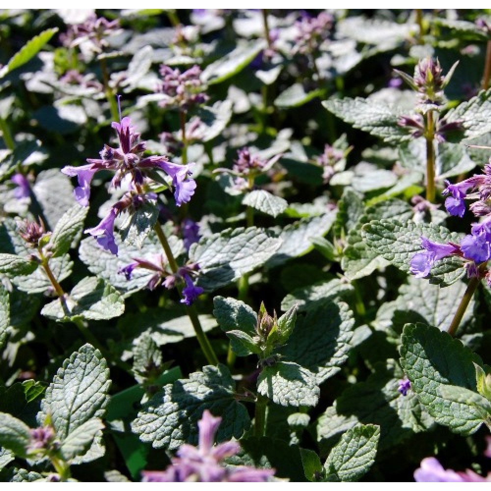 Nepeta / Katžolė BRAMDEAN