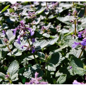 Nepeta / Katžolė BRAMDEAN