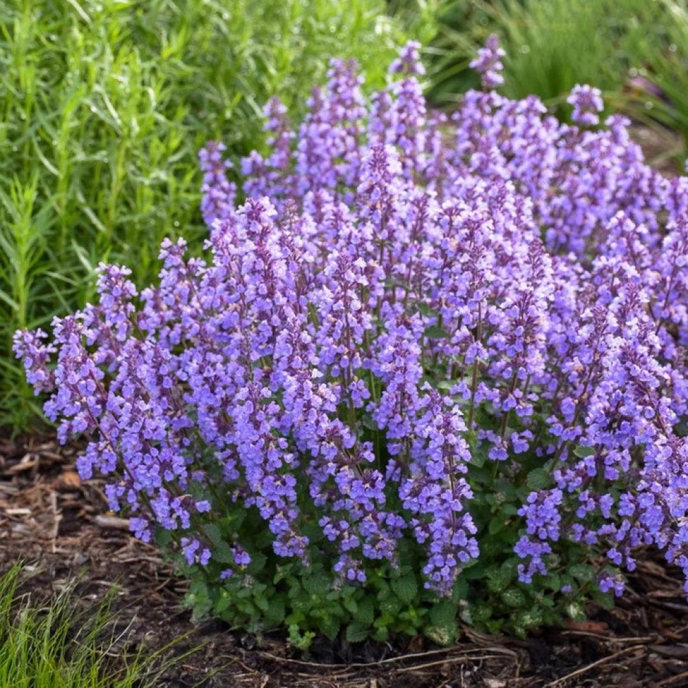 Nepeta / Katžolė CATS PAJAMAS