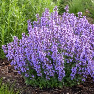 Nepeta / Katžolė CATS PAJAMAS