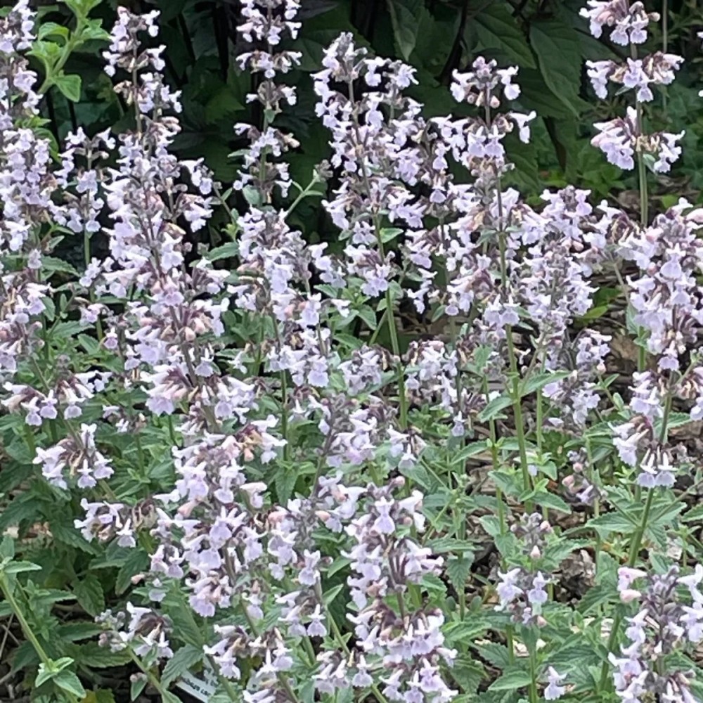 Nepeta racemoca / Katžolė kekinė AMELIA