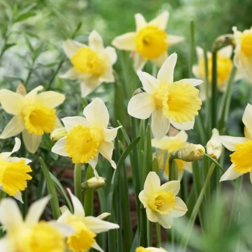 Narcissus / Narcizas LOBULARIS - 5 vnt.