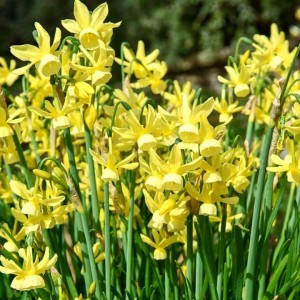 Narcissus / Narcizas Tête à Tête