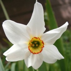 Narcissus poeticus / Poeto Narcizas
