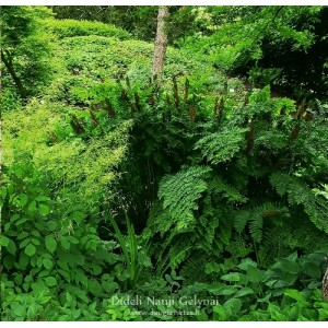 Osmunda regalis / Karališkasis papartis