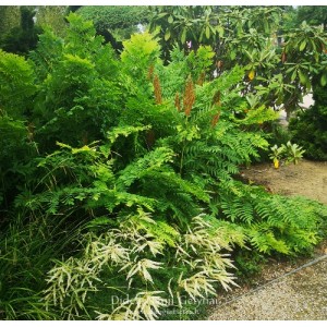 Osmunda regalis / Karališkasis papartis