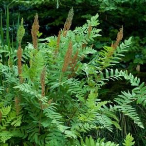 Osmunda regalis / Karališkasis papartis PURPURASCENS