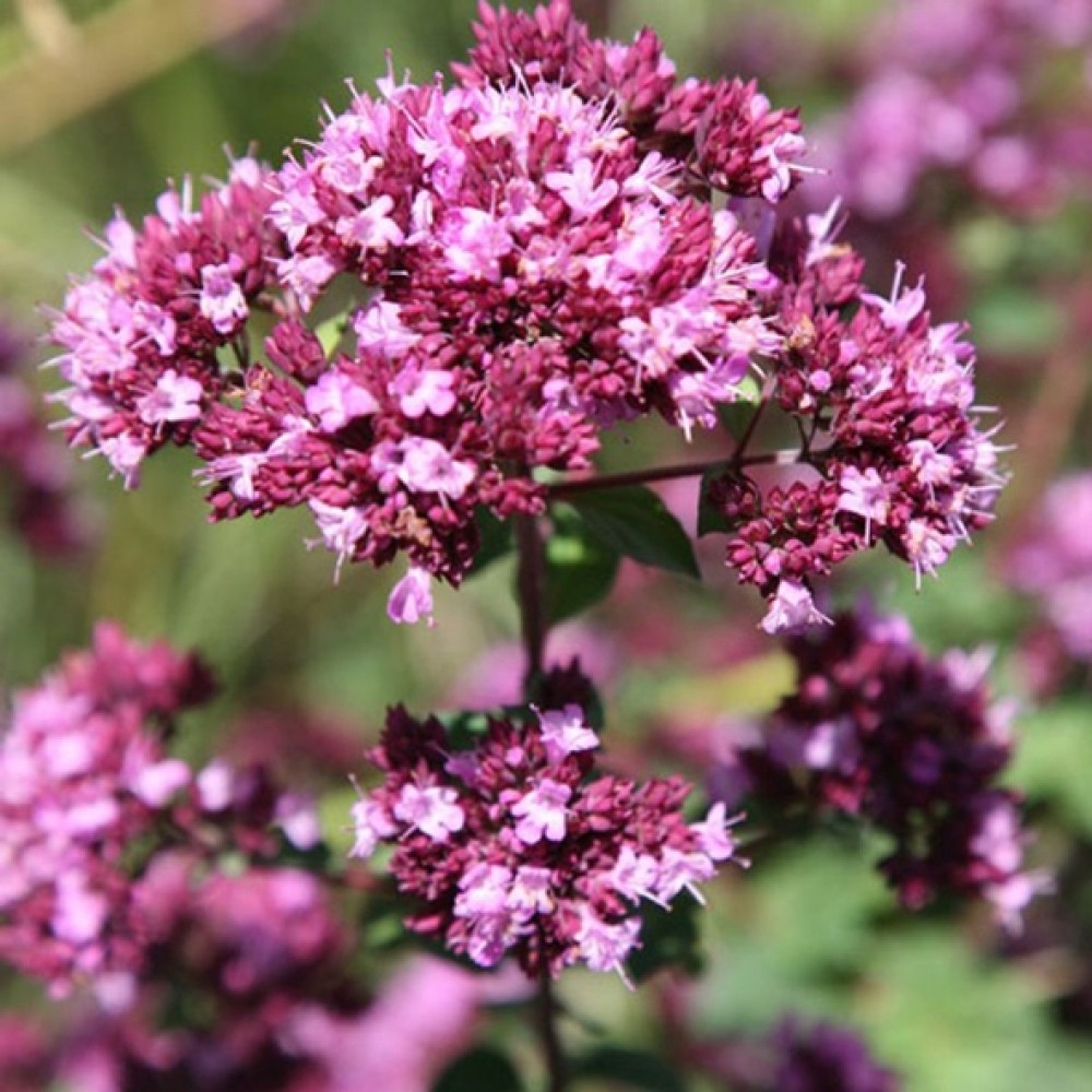 Origanum / Raudonėlis ROSENKUPPEL - 12102366