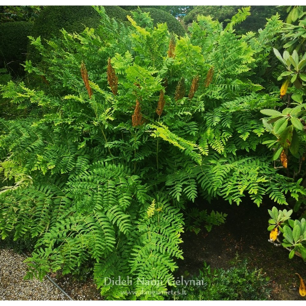Osmunda regalis / Karališkasis papartis